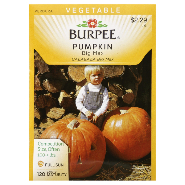 slide 1 of 1, Burpee Pumpkin Big Max Seeds - Orange, 1 ct