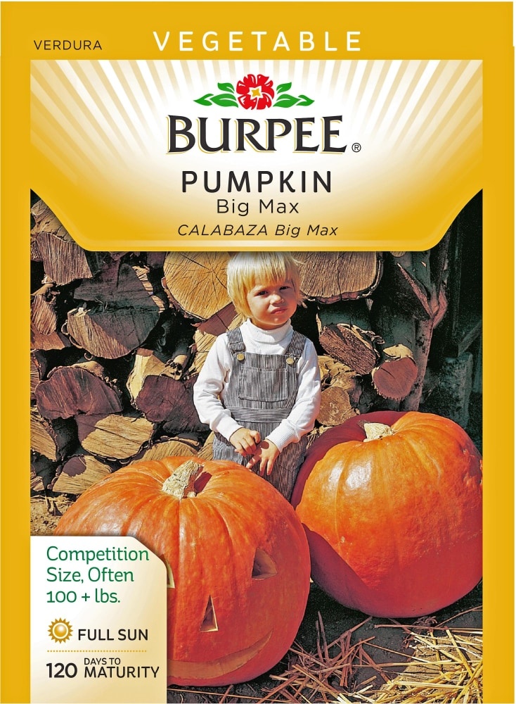 slide 1 of 1, Burpee Pumpkin Big Max Seeds - Orange, 1 ct