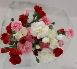 Mini Carnations, Bunch