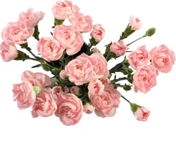 Mini Carnation Bunch