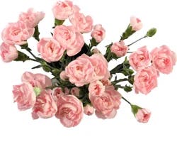 Mini Carnation Bunch