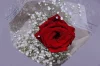 $4.99 Single Rose Bouquet Red 19388
