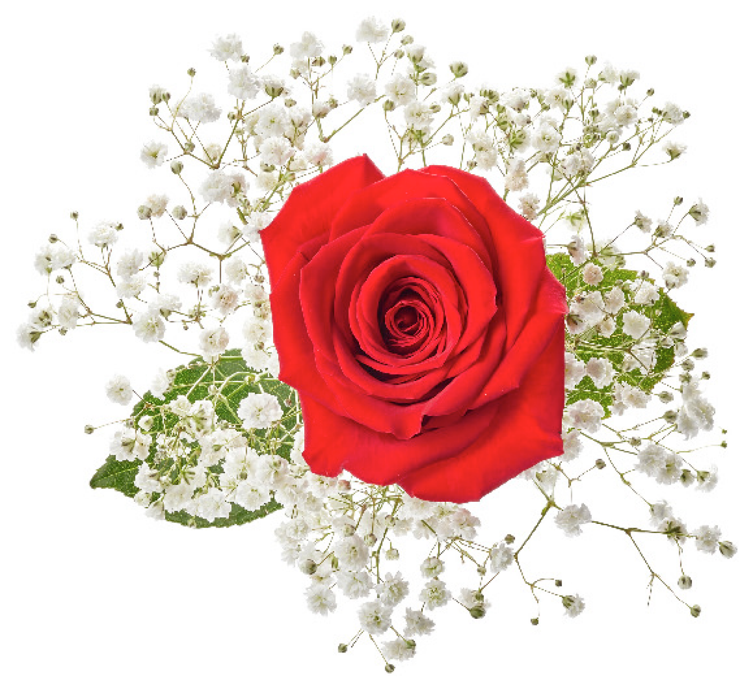 slide 4 of 5, Single Rose Bouquet, 1 ct