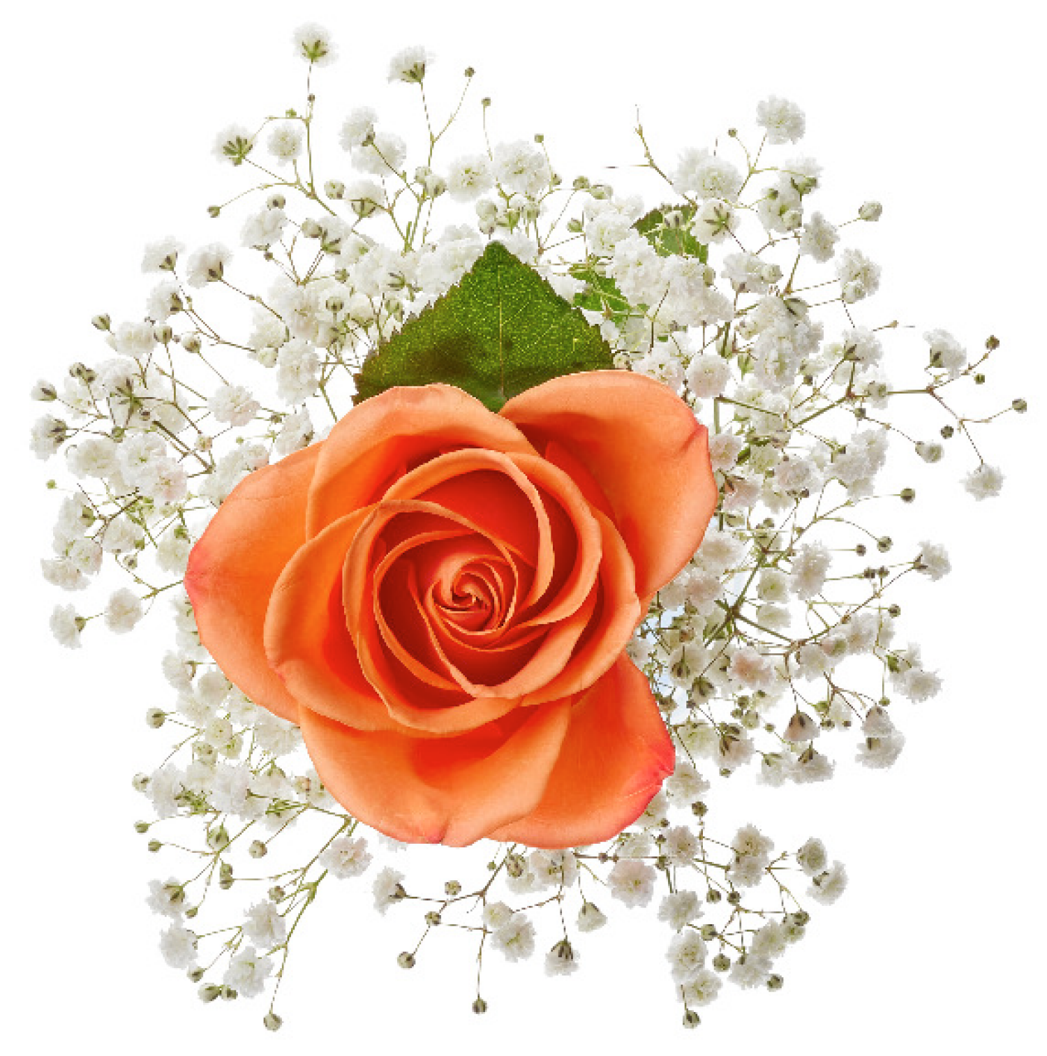 slide 5 of 5, Single Rose Bouquet, 1 ct