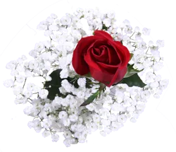 Valentine's Day Single Rose Bouquet