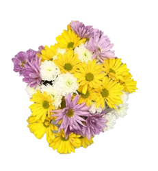 Mixed Daisy Poms, Bunch