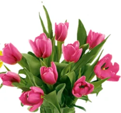 Dutch Tulip Bunch, 10 Stems