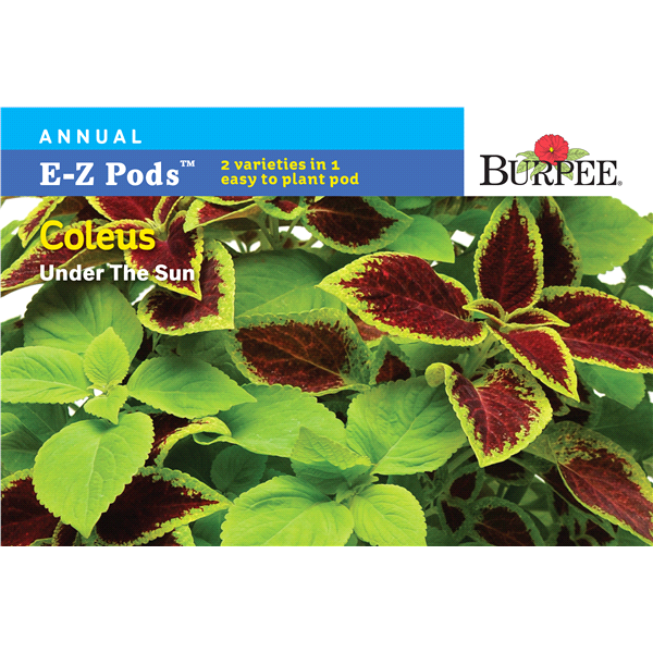 slide 1 of 1, Burpee Coleus, Under The Sun, 1 ct