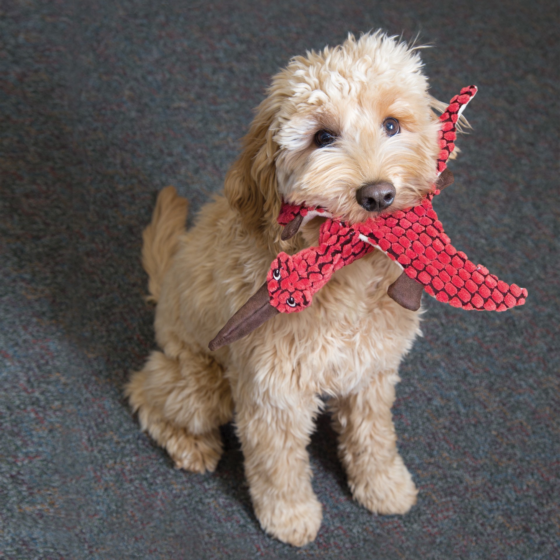 slide 2 of 4, KONG Dynos™ T-Rex Blue Lg, 1 PK