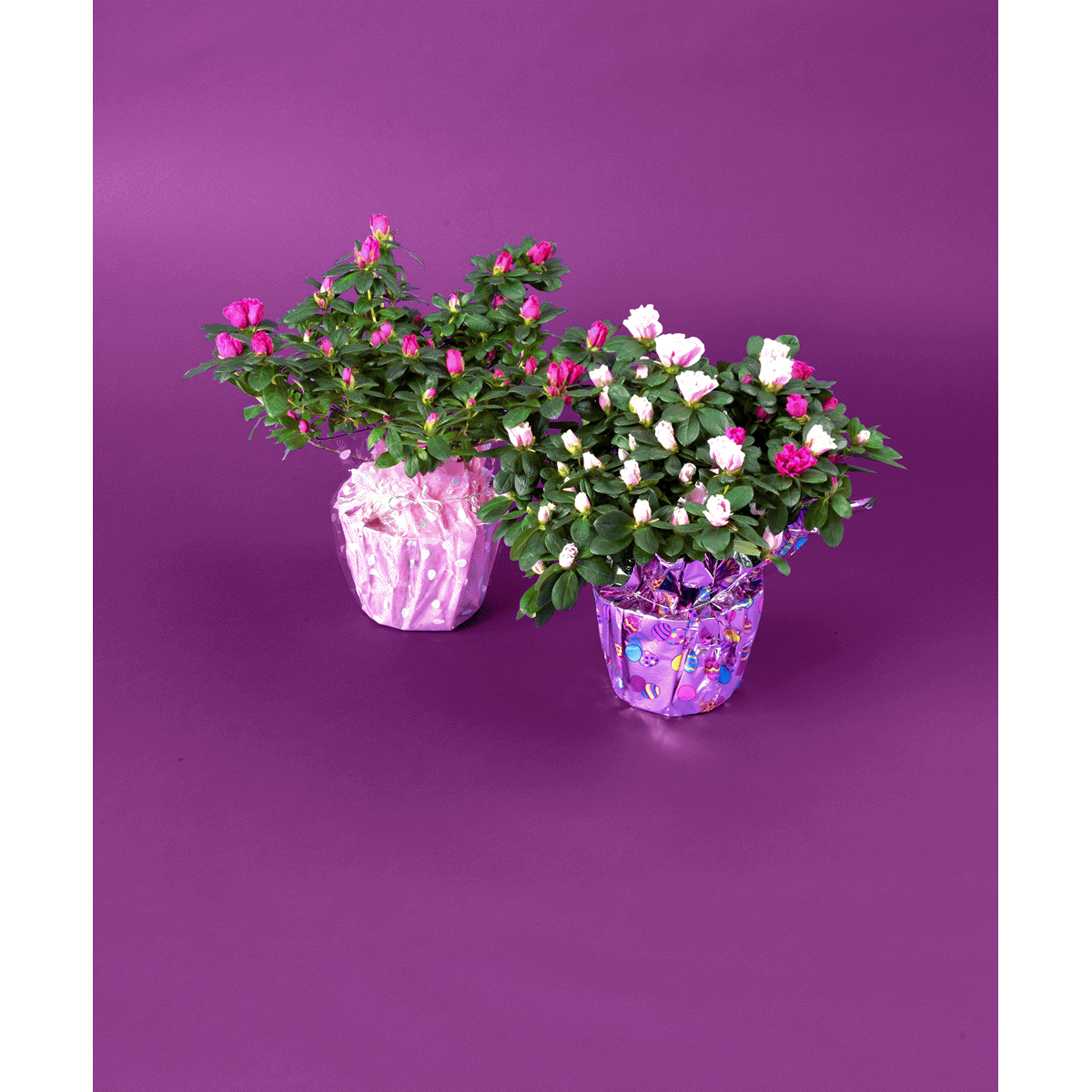 slide 1 of 1, Blooming 6" Azalea, 6 in