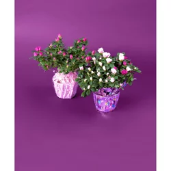 Blooming Azalea 6 in
