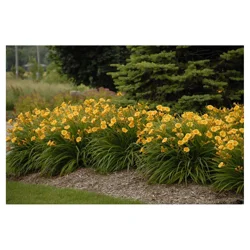 Calla Lily Assortment