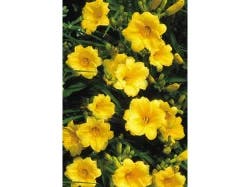 Hemerocallis (daylily)