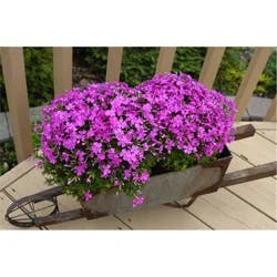 Creeping Phlox