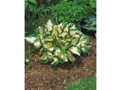Hosta Assortment quart pot