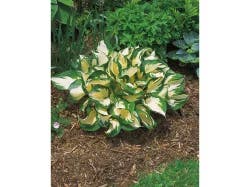 Hosta Assortment quart pot