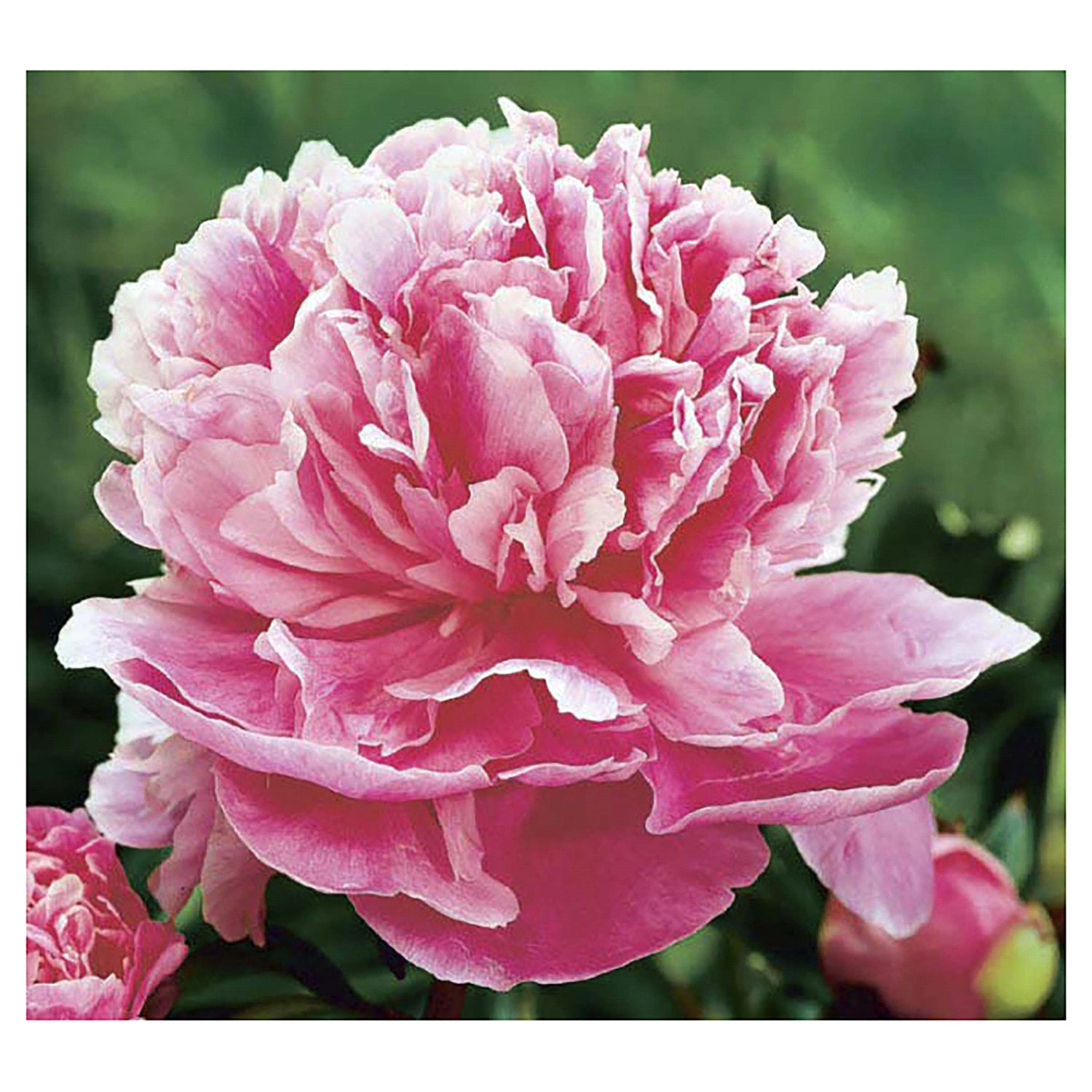 slide 2 of 2, Peony Assortment, 1 gal