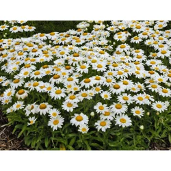 Shasta Daisy
