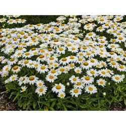 Shasta Daisy