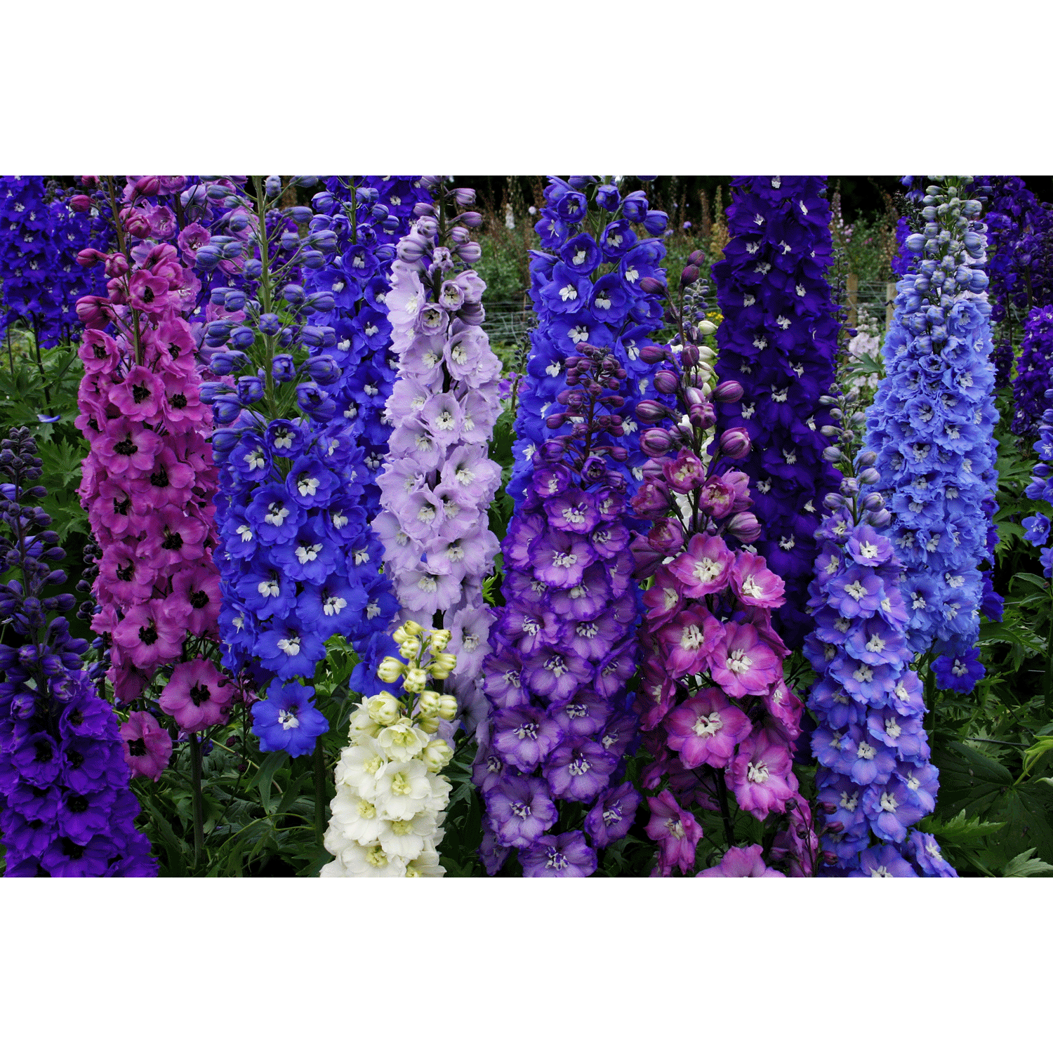 slide 1 of 1, Delphinium (larkspur), 2.5 qt
