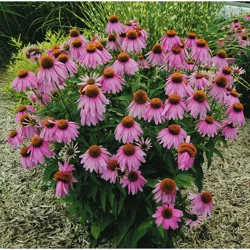 Coneflower (Echinacea)