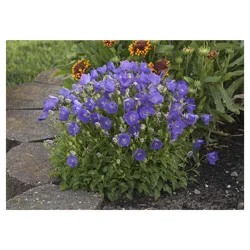 Bellflower Assortment