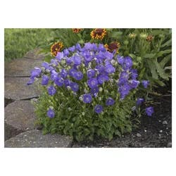 Bellflower Assortment