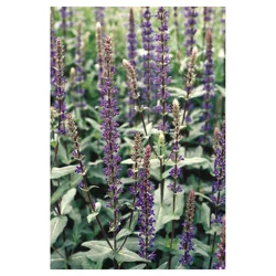 Salvia Assortment