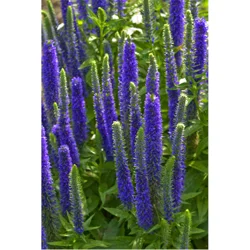 Veronica (speedwell)