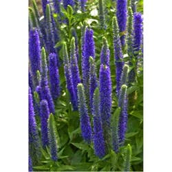 Veronica (speedwell)