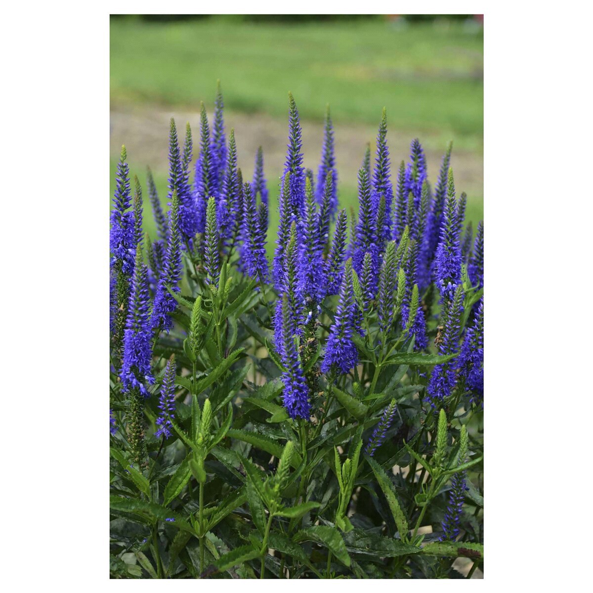 slide 2 of 2, Veronica Assortment, 1 ct