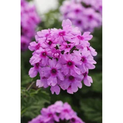 Verbena Assortment, 2.5 Qt
