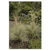 slide 5 of 5, Feather Reed Grass Assortment, 2.5 qt