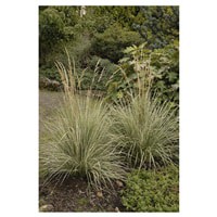 slide 2 of 5, Feather Reed Grass Assortment, 2.5 qt