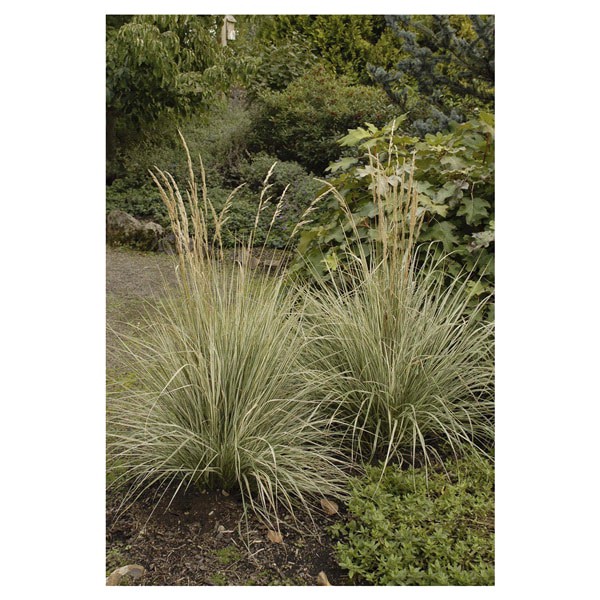 slide 4 of 5, Feather Reed Grass Assortment, 2.5 qt