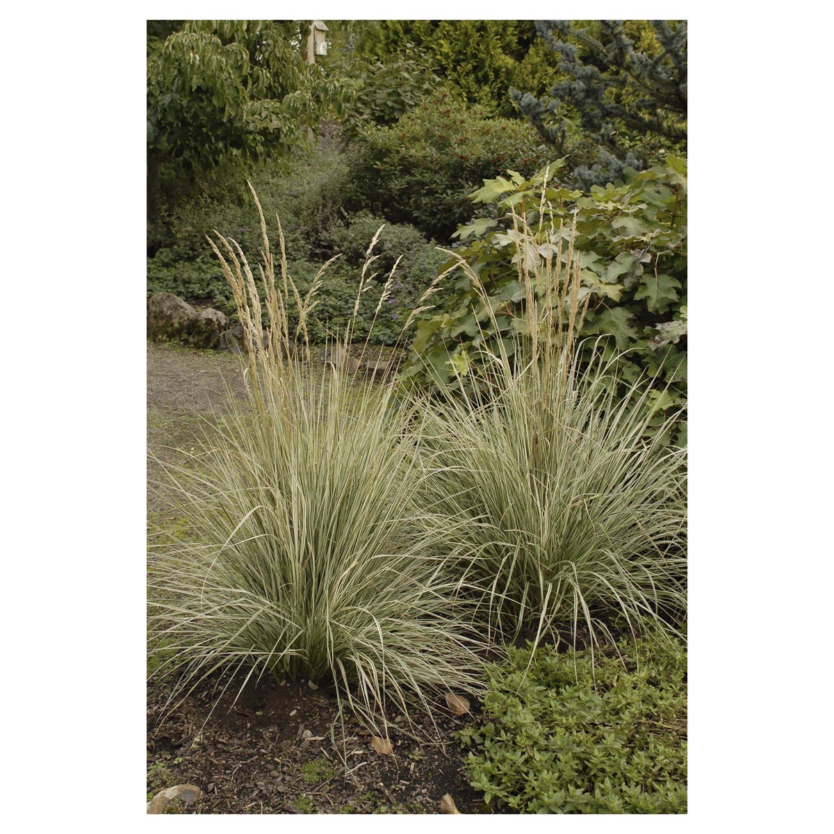 slide 3 of 5, Feather Reed Grass Assortment, 2.5 qt