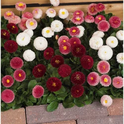 Bellis (English daisy)