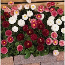 Bellis (English daisy)