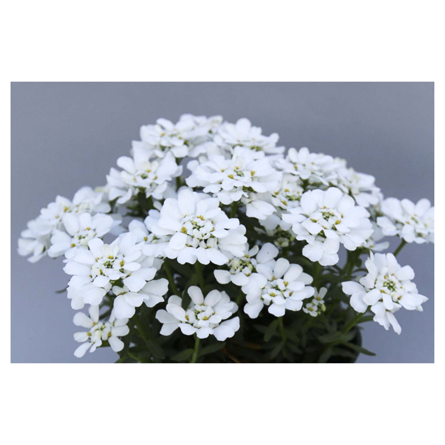 slide 1 of 1, Iberis Assortment, 1 ct