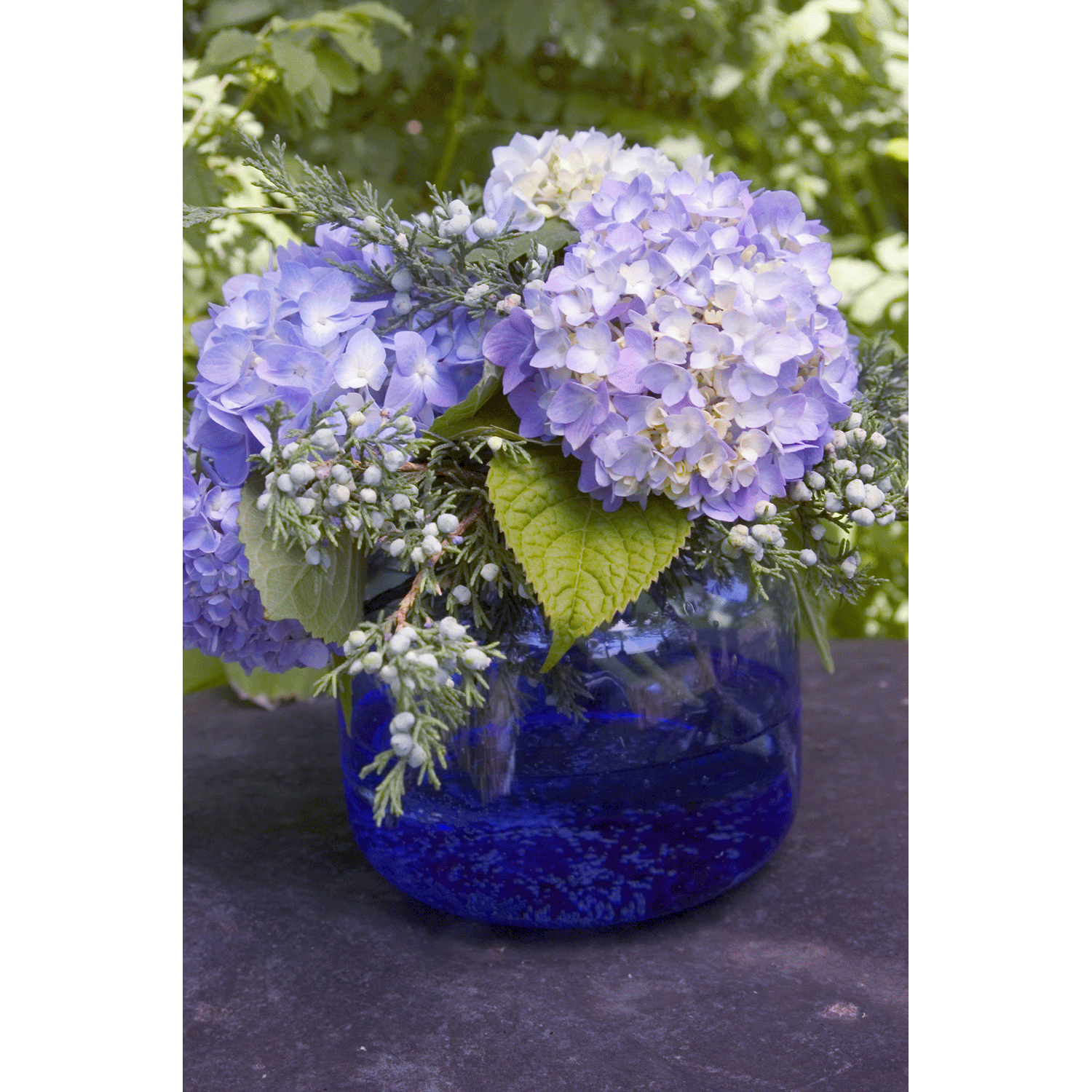 slide 1 of 1, Hydrangea Endless Summer, 1 gal