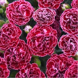 Lowe's Multicolor Carnations in 1-Quart