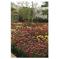 slide 4 of 5, Coneflower Cheyenne Spirit Assortment, 1.5 gal