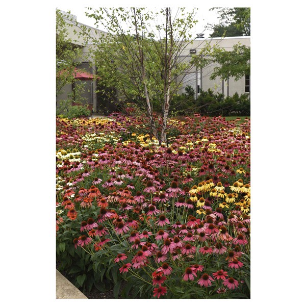 slide 5 of 5, Coneflower Cheyenne Spirit Assortment, 1.5 gal