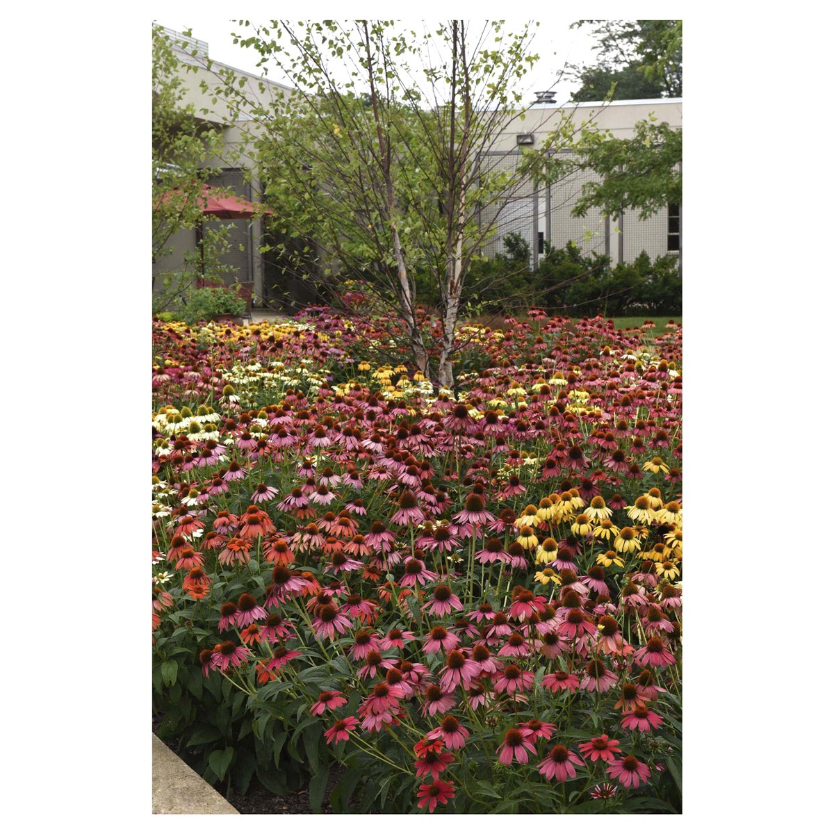 slide 3 of 5, Coneflower Cheyenne Spirit Assortment, 1.5 gal