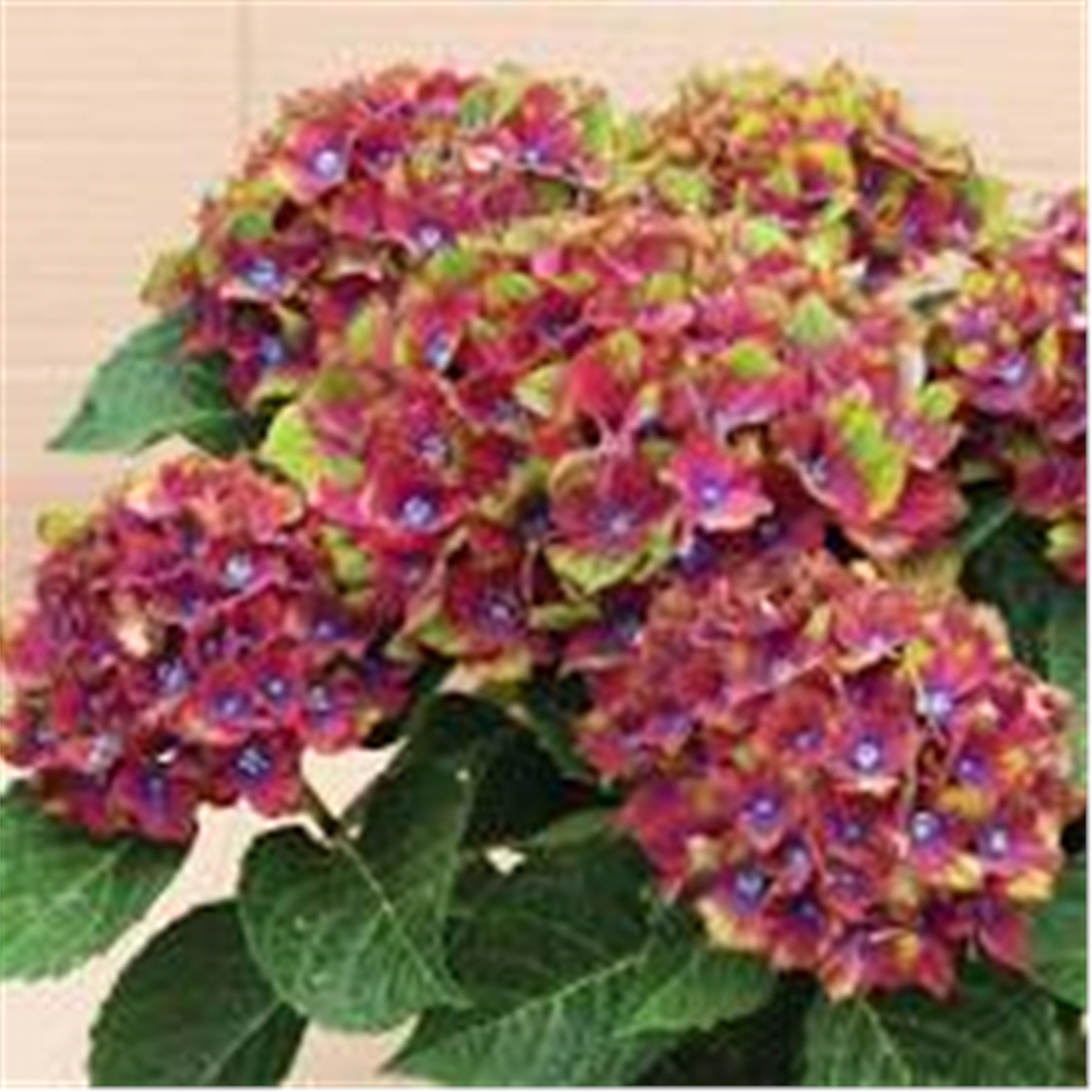 slide 1 of 1, Hydrangea Pistachio, 1G