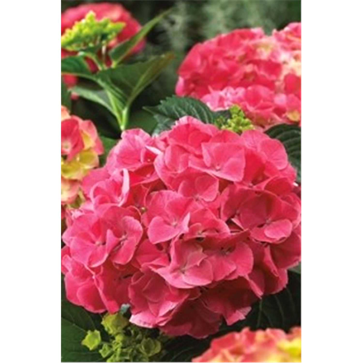 slide 1 of 1, Hydrangea Red Sensation, 1 gal