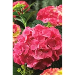 Hydrangea Red Sensation
