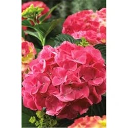 Hydrangea Red Sensation