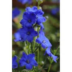 Delphinium Diamonds Blue