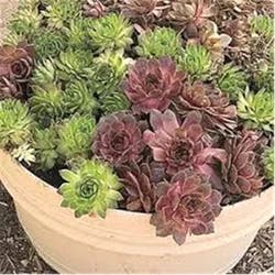 Sempervivum; Hen and Chicks